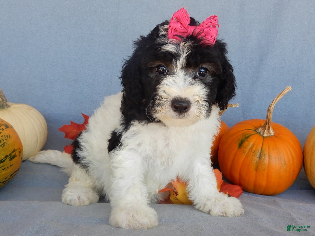 Sheepadoodle dogs for sale: Panda (medium) - Ad 63