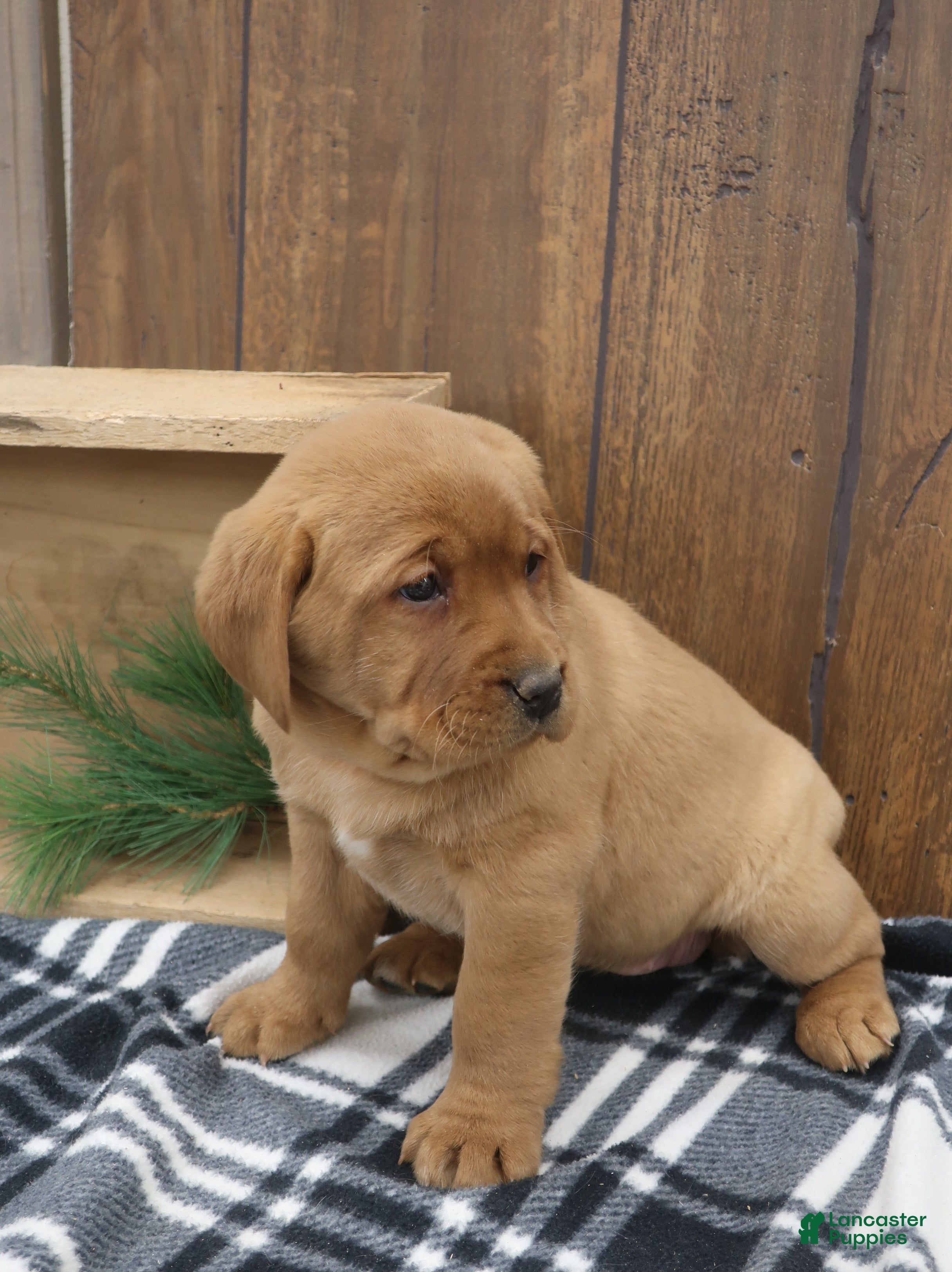 Labrador Retriever dogs Spruce  - Ad 21