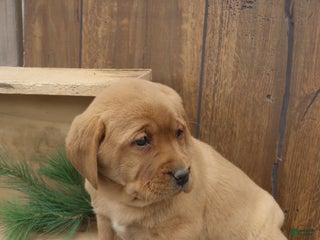 Labrador Retriever dogs Spruce - Ad 21