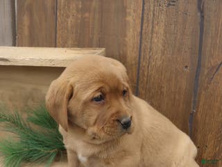 Labrador Retriever dogs Spruce - Ad 33