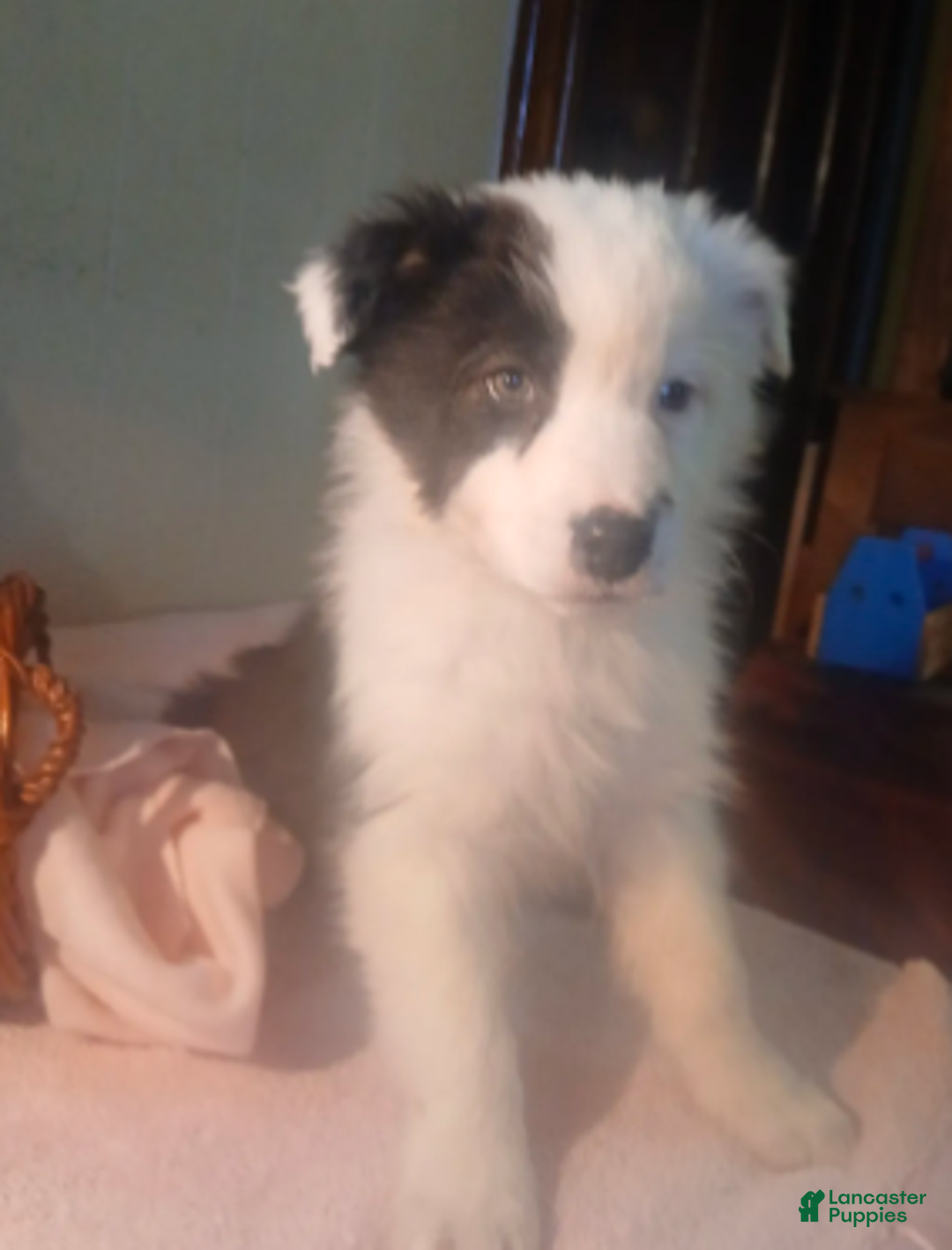 Australian Shepherd dogs for sale: Cinne - Ad 6