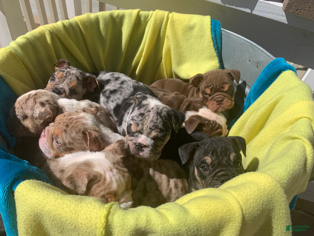 English Bulldog dogs for sale: Rocco - Ad 5