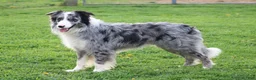 Border Collie dogs for sale: Koda - Ad 8