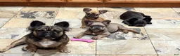 French Bulldog dogs for sale: Stewie - Ad 12