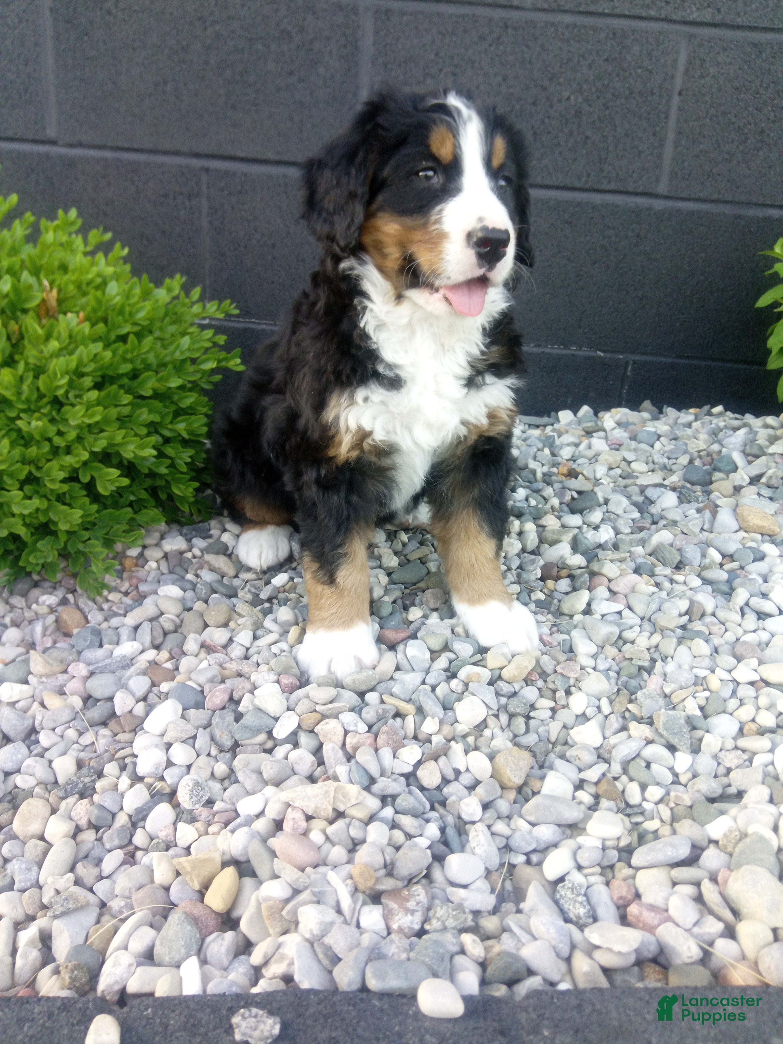 Bernese Mountain Dog dogs for sale: Carla  - Ad 2