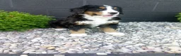 Bernese Mountain Dog dogs for sale: Carla  - Ad 1