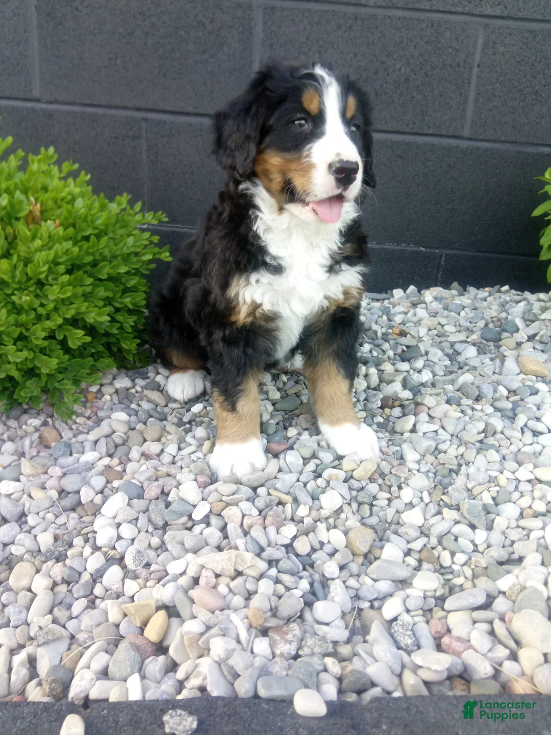 Bernese Mountain Dog dogs for sale: Carla  - Ad 1