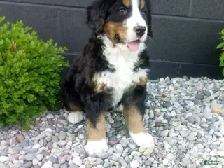 Bernese Mountain Dog dogs for sale: Carla - Ad 2