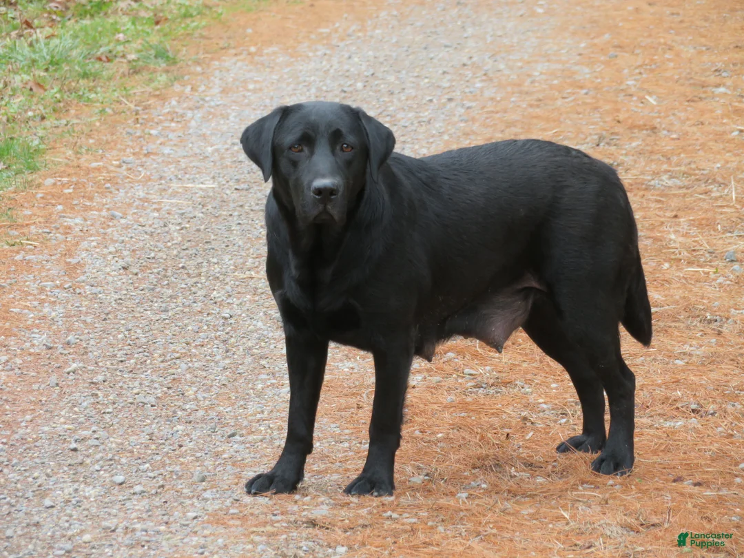 Labrador Retriever dogs for sale: Luke - Ad 14