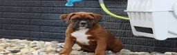 Boxer dogs for sale: Alex - Ad 10