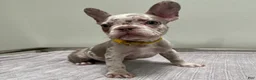 French Bulldog dogs for sale: Finley - Ad 5