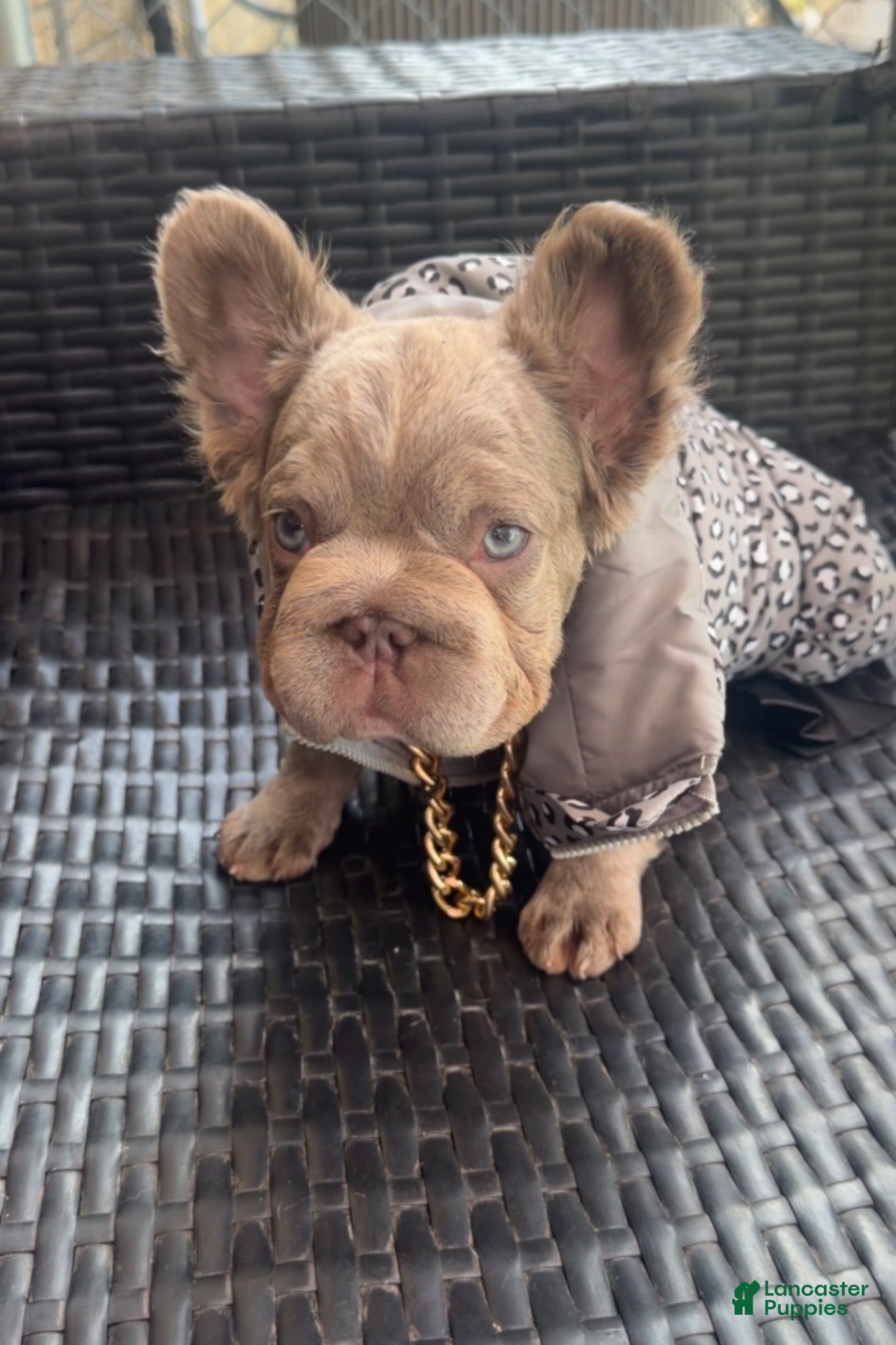 French Bulldog dogs French Bulldog 4 - Ad 2