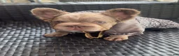 French Bulldog dogs for sale: French Bulldog 4 - Ad 2