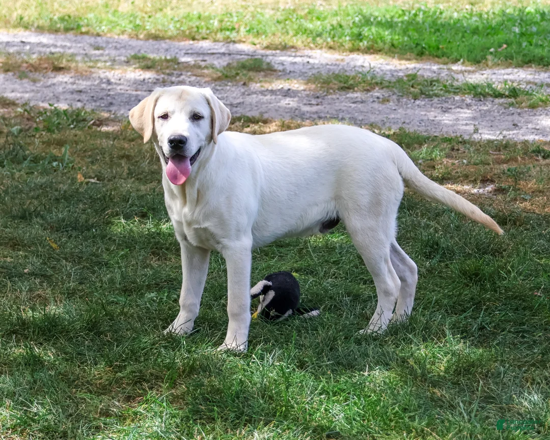Labrador Retriever dogs for sale: Phineas - Ad 2