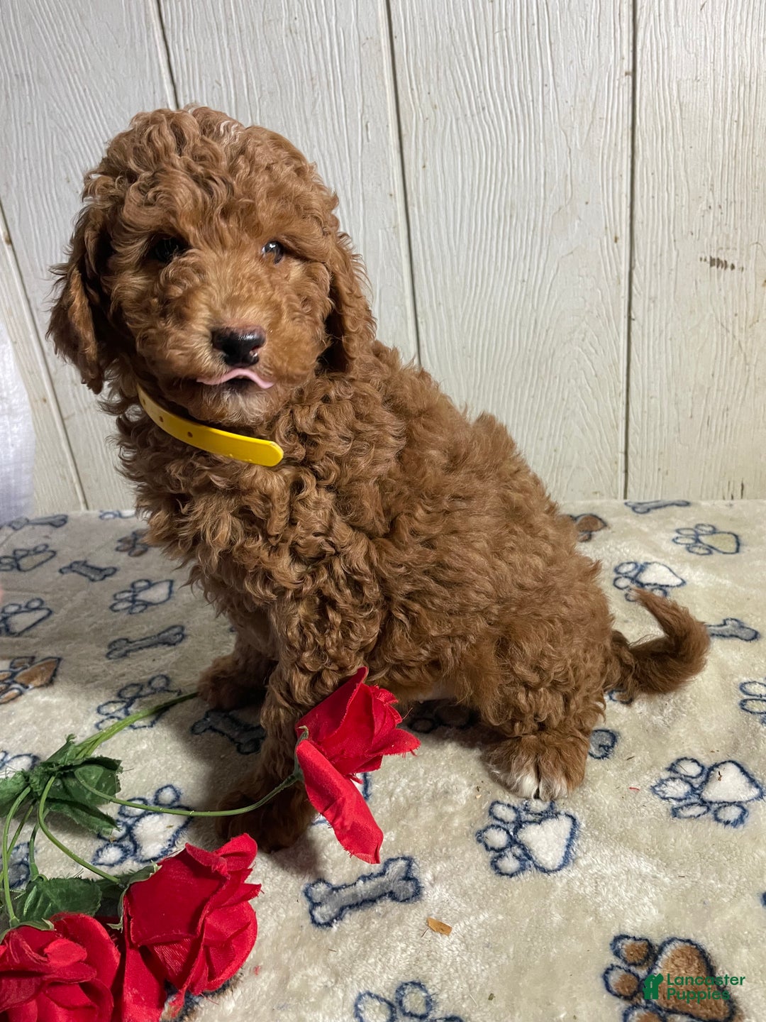 Mini Goldendoodle dogs for sale: Morris - Ad 4