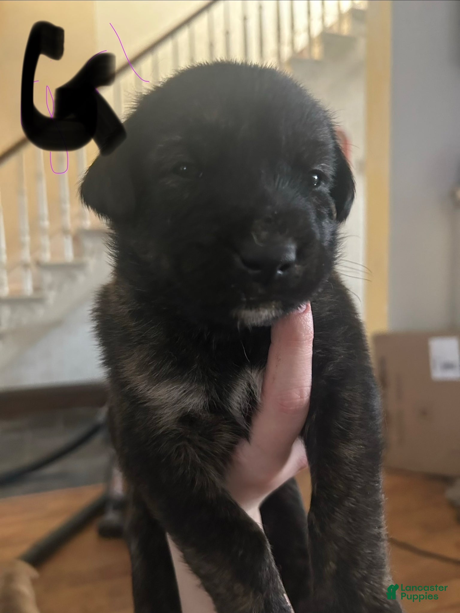 Mixed Breed dogs Mixed Breed Puppy 7 - Ad 5