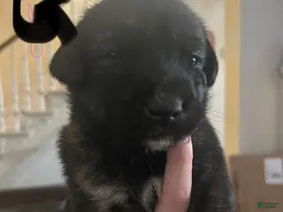 Mixed Breed dogs Mixed Breed Puppy 7 - Ad 2