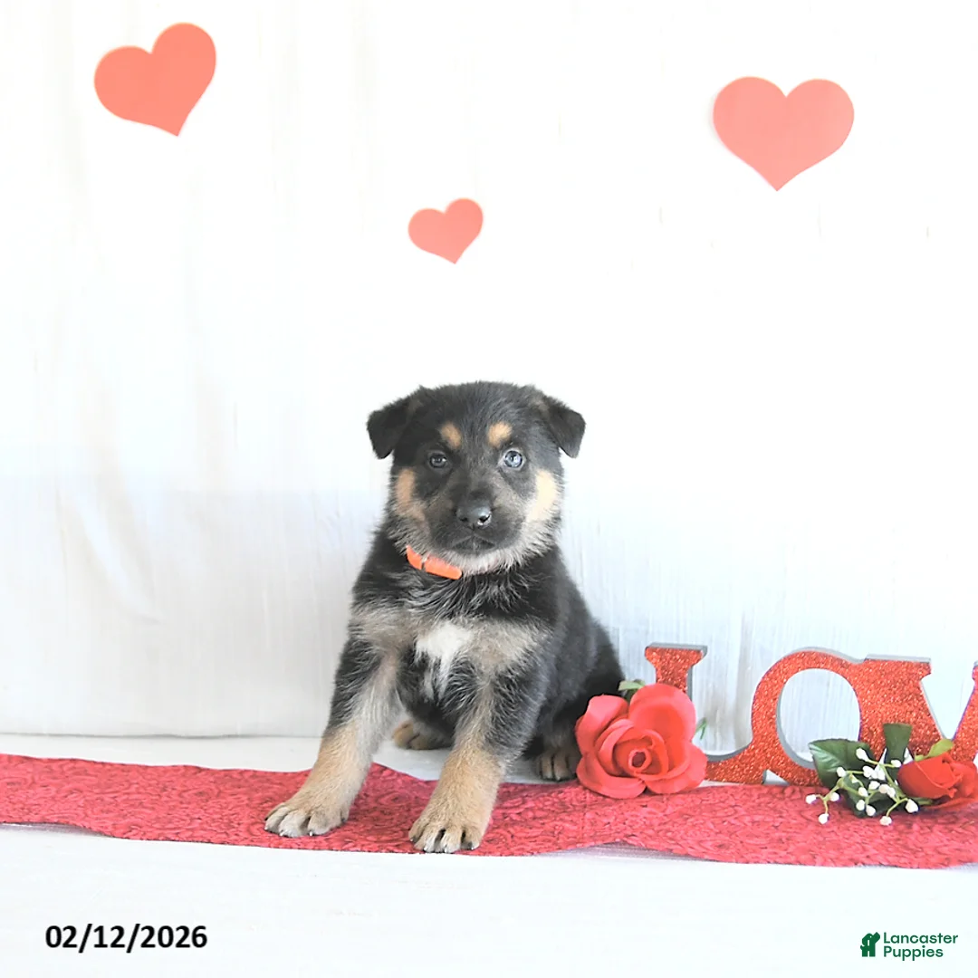 German Shepherd dogs for sale: Skylor - Ad 2