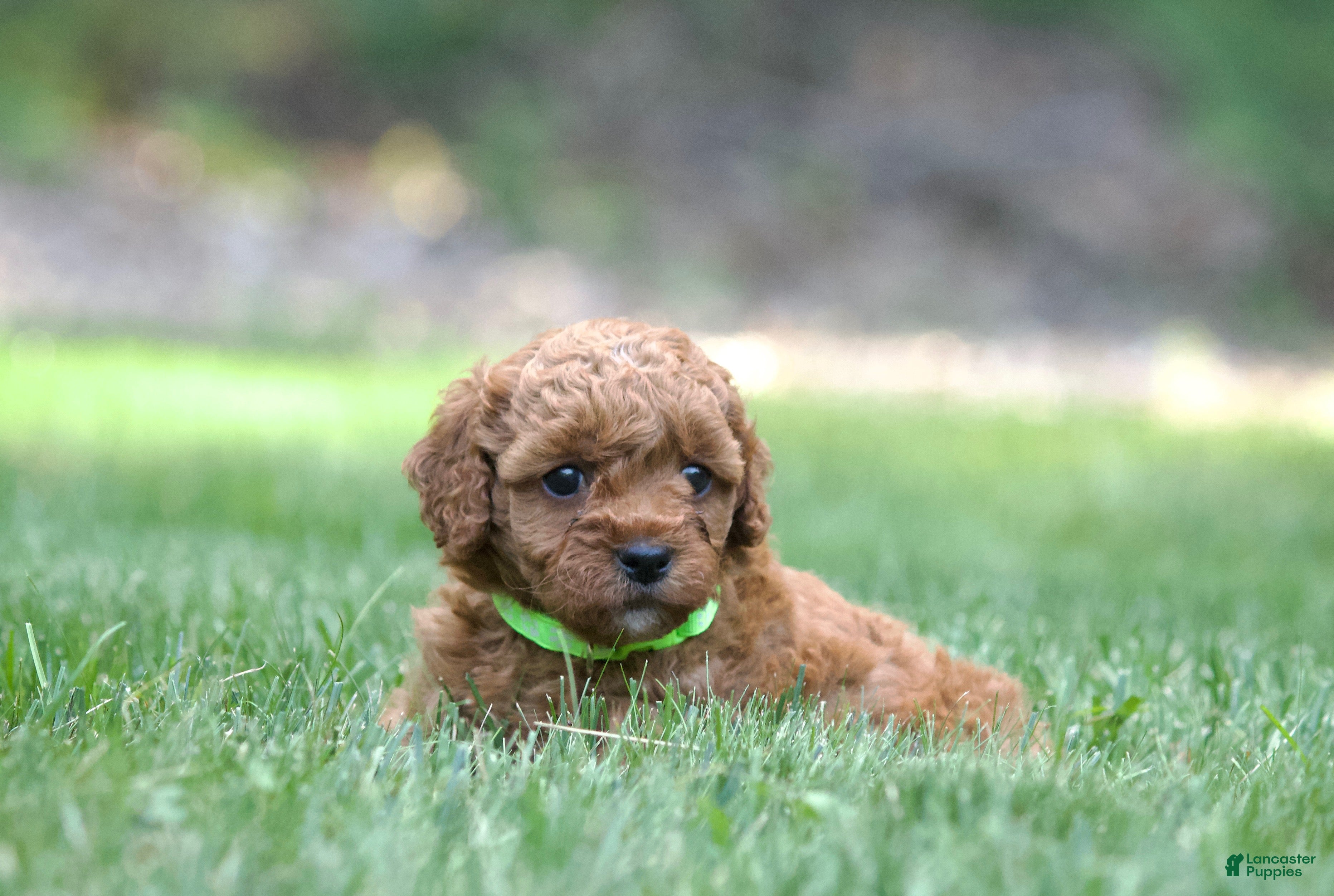 Miniature Poodle dogs Miniature Poodle 5 - Ad 4