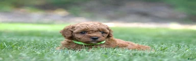 Miniature Poodle 5