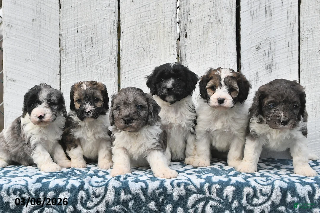 Cockapoo dogs for sale: Rover - Ad 5