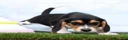 Beagle dogs for sale: Gismo - Ad 3