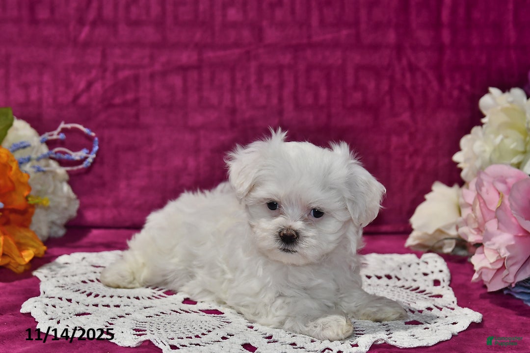 Maltipoo dogs for sale: Blake - Ad 3