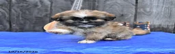 Shih Tzu dogs for sale: Tori - Ad 2