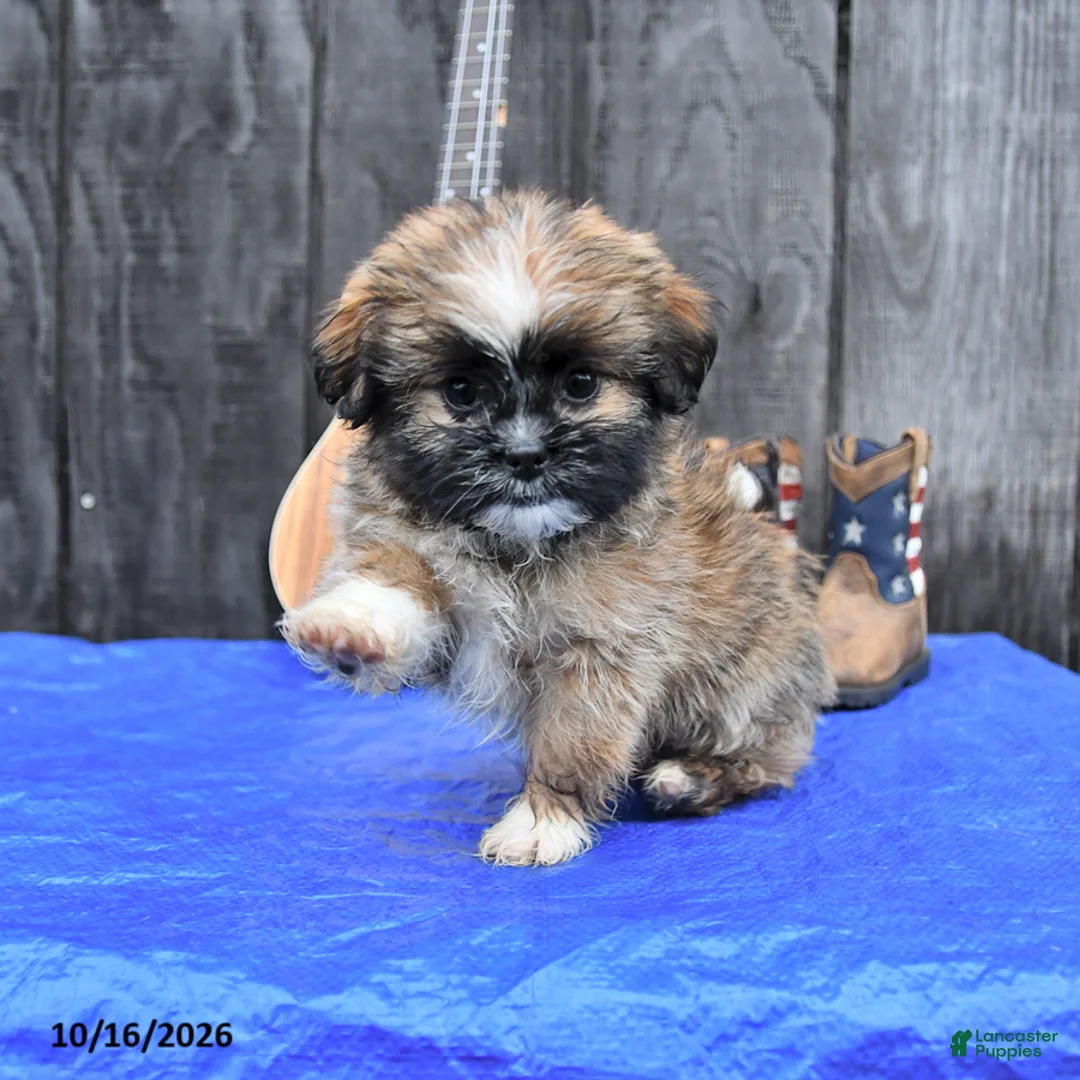 Shih Tzu dogs for sale: Tori - Ad 2