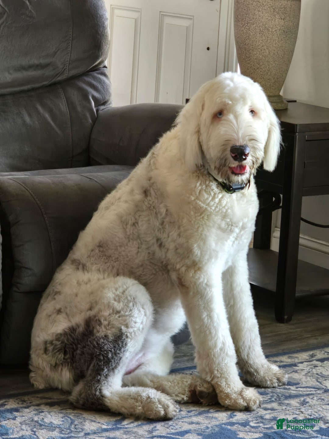 Mixed Breed dogs for sale: Lilly - Ad 7