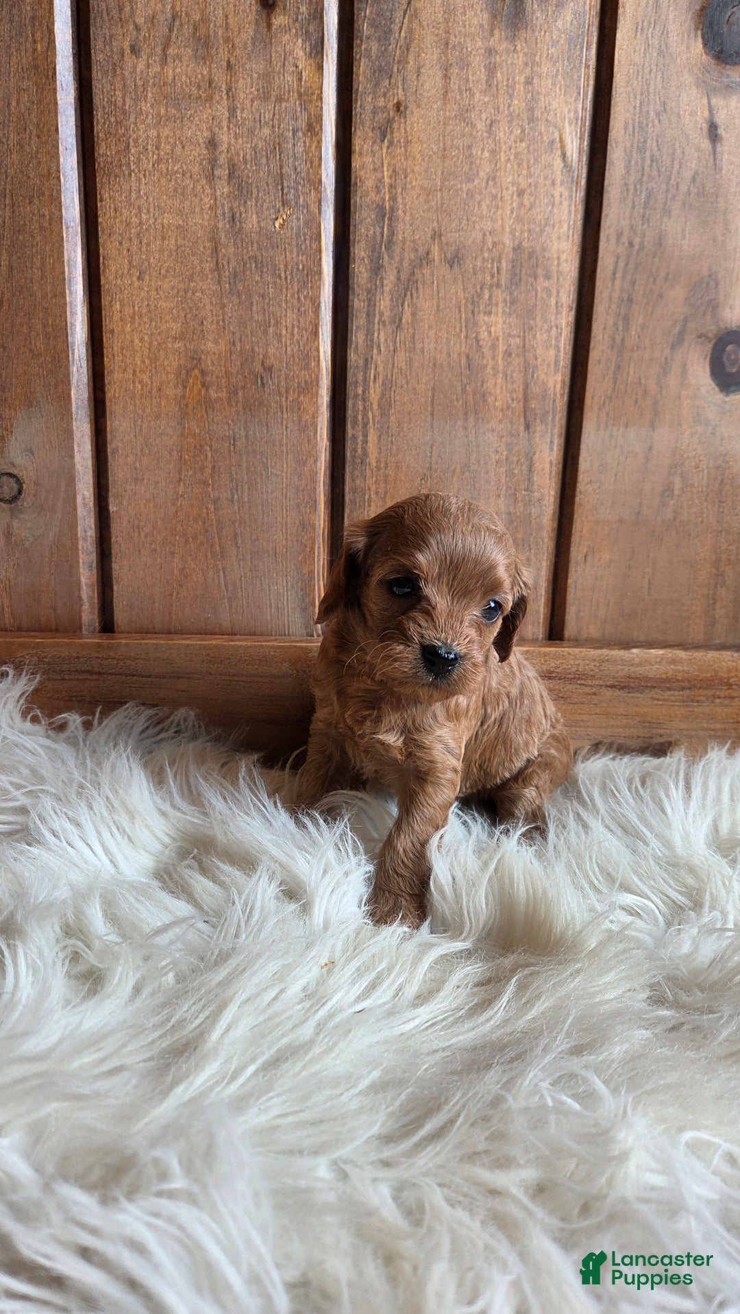 Cavapoo dogs for sale: River - Ad 14