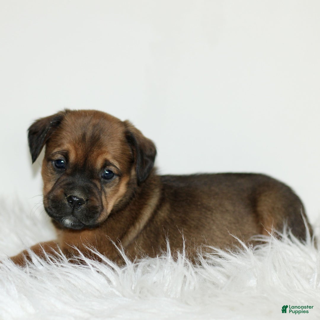Mixed Breed dogs for sale: Daisy  - Ad 4