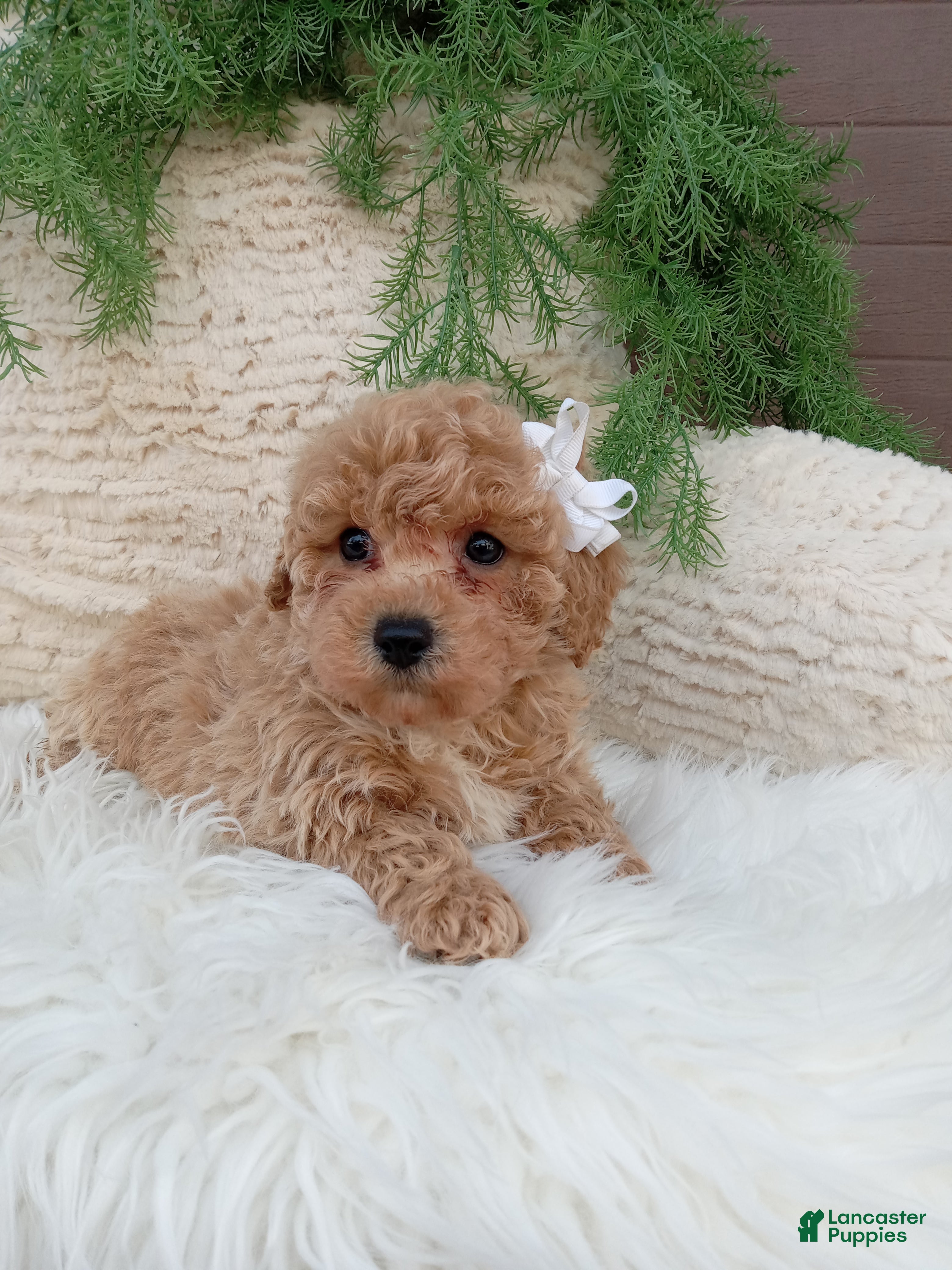 Bichpoo dogs Toby - Ad 2