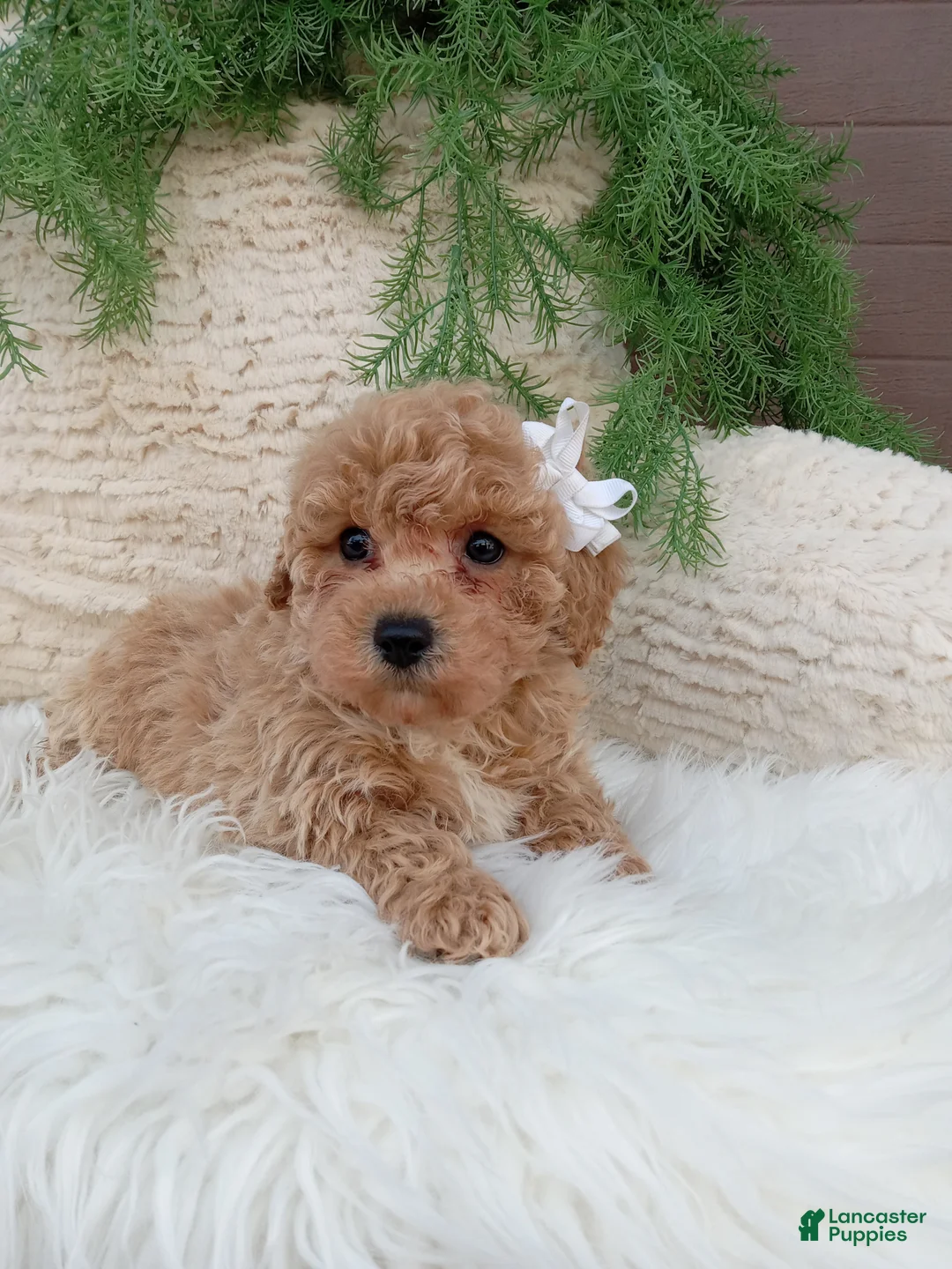 Bichpoo dogs for sale: Toby - Ad 2