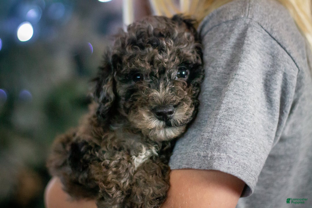 Bichpoo dogs for sale: Jingle  - Ad 6