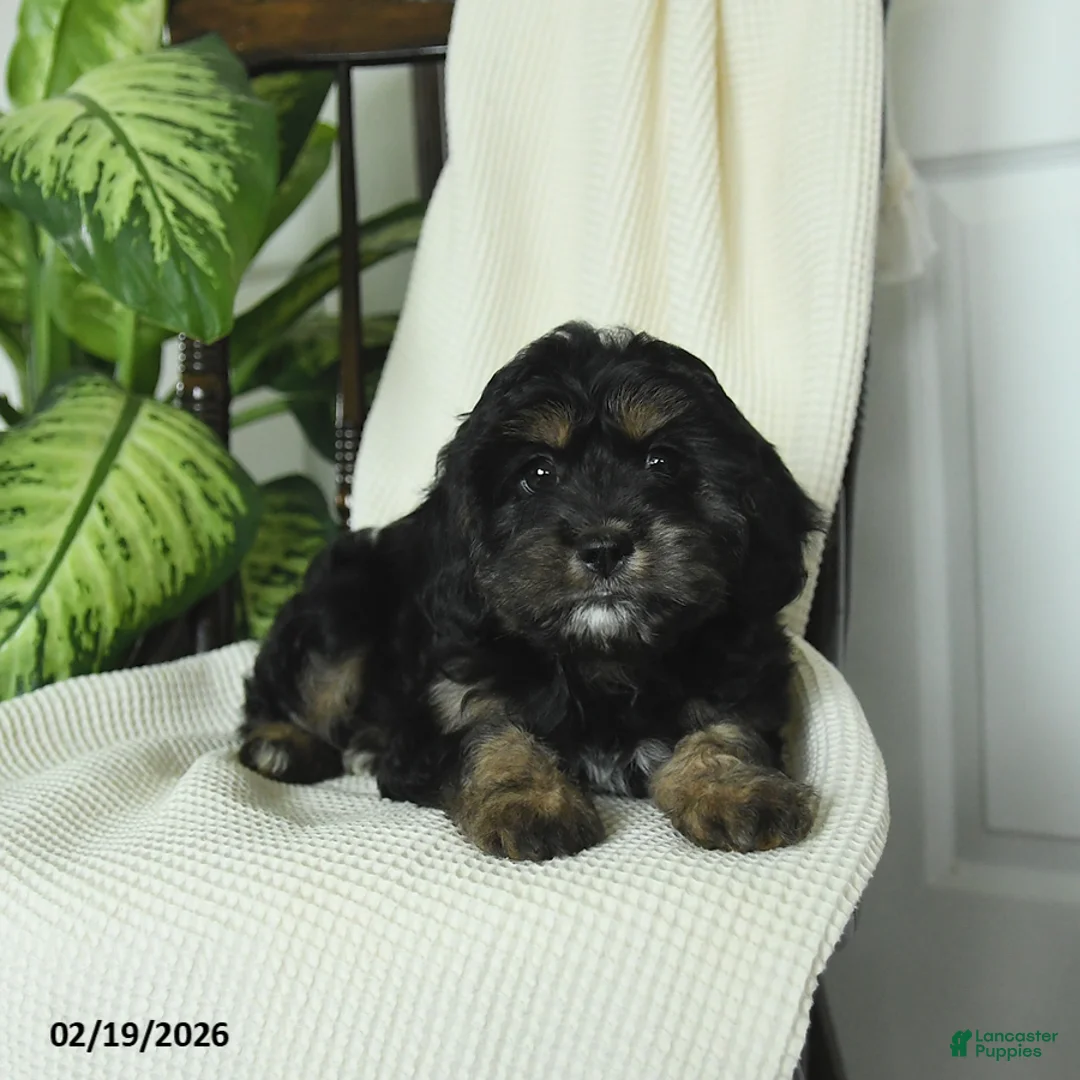 Cavapoo dogs for sale: Remy - Ad 4