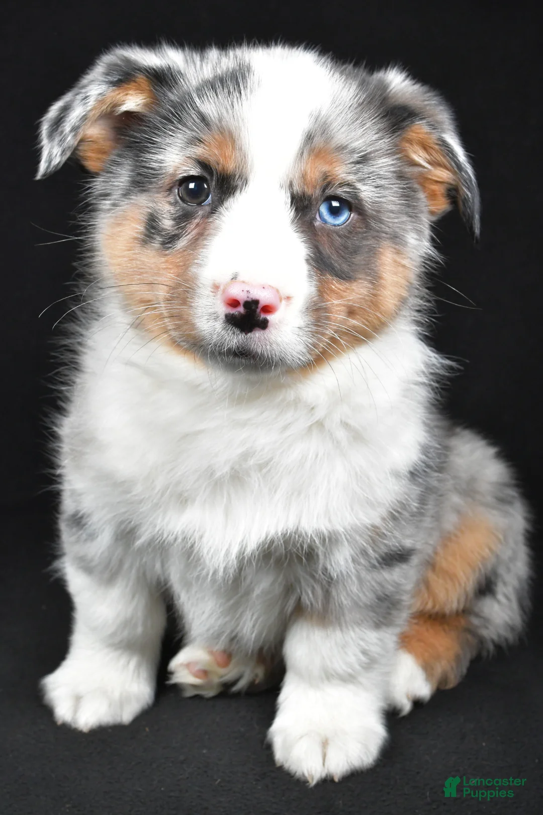 Mixed Breed dogs for sale: Sammy - Ad 1