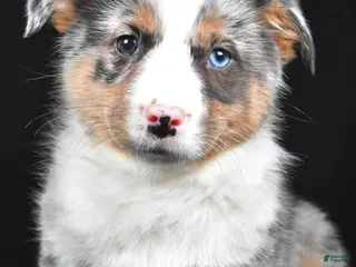 Mixed Breed dogs for sale: Sammy - Ad 2