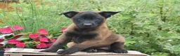 Belgian Malinois dogs for sale: Molly - Ad 3