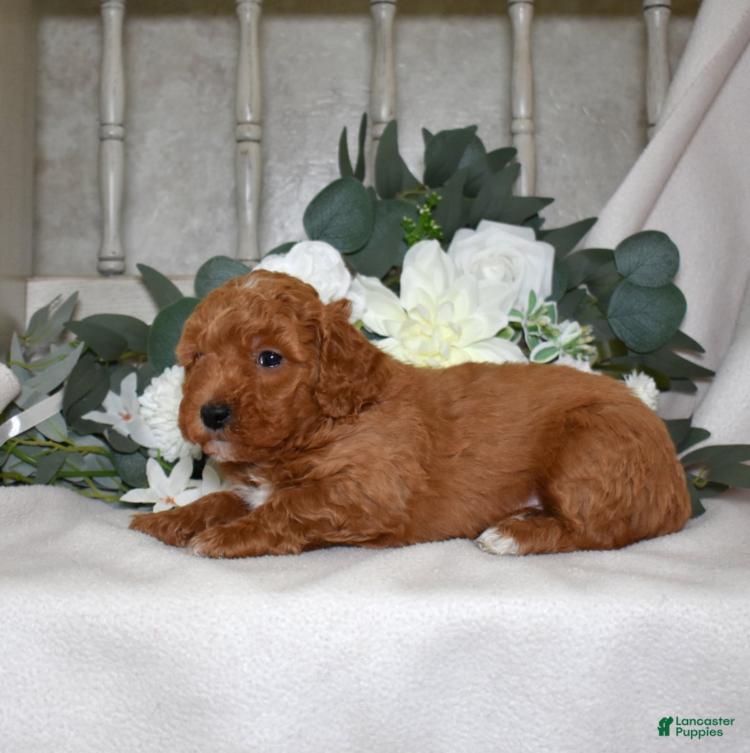 Miniature Poodle dogs for sale: Justin - Ad 5