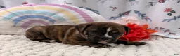 English Bulldog dogs for sale: Lincoln  - Ad 4
