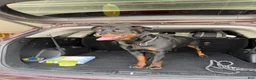 Rottweiler dogs for sale: Rottweiler 4 red collar - Ad 12