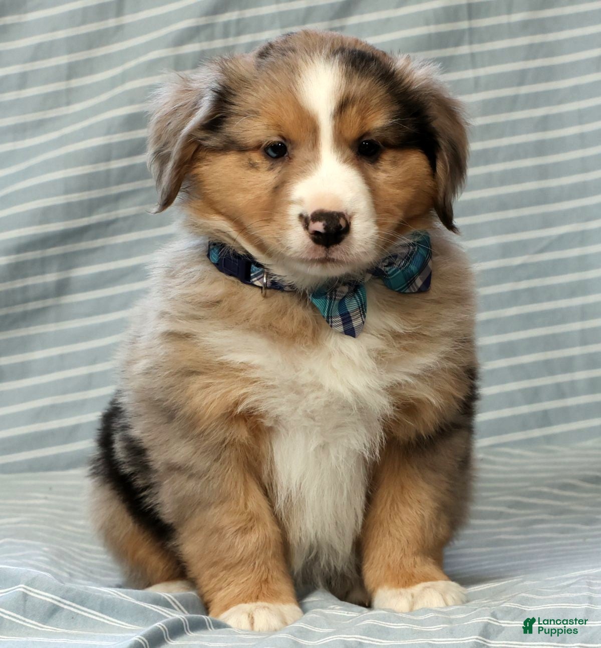 Australian Shepherd dogs for sale: Jett - Ad 7