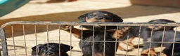 Rottweiler dogs for sale: Rottweiler F1 - Ad 2