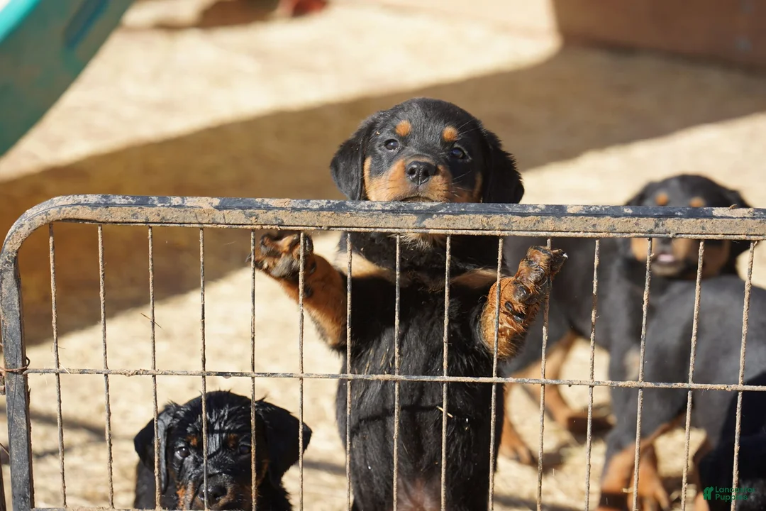 Rottweiler dogs for sale: Rottweiler F1 - Ad 2