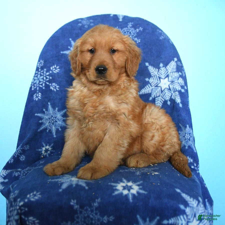 Golden Retriever dogs Willow - Ad 37