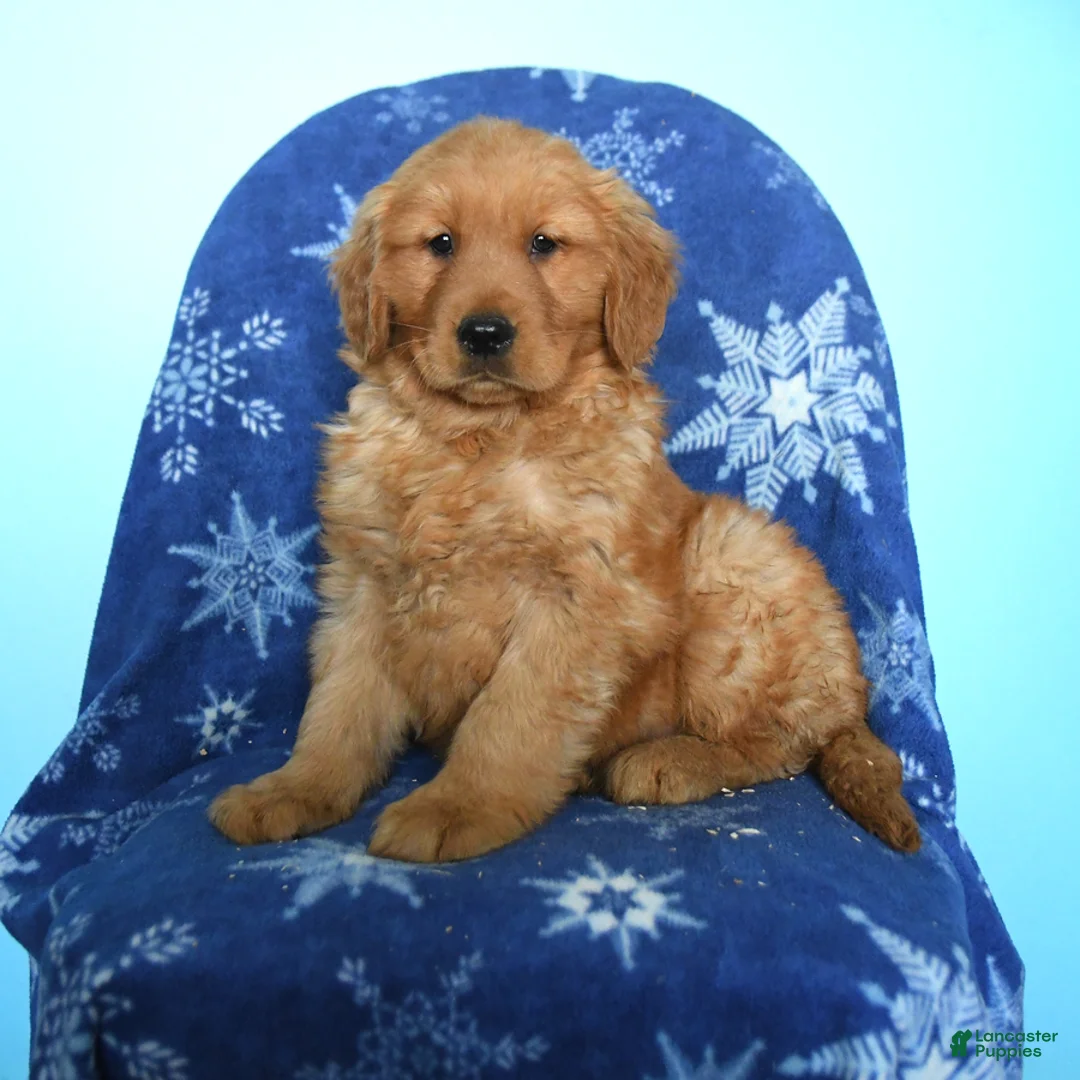 Golden Retriever dogs for sale: Willow - Ad 1