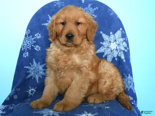 Golden Retriever dogs Willow - Ad 37