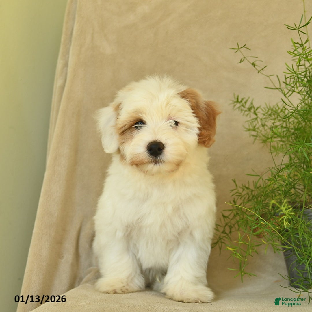 Havapoo dogs for sale: Lancelot - Ad 4