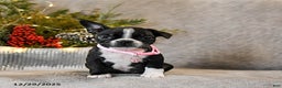 Boston Terrier dogs for sale: Candy - Ad 3